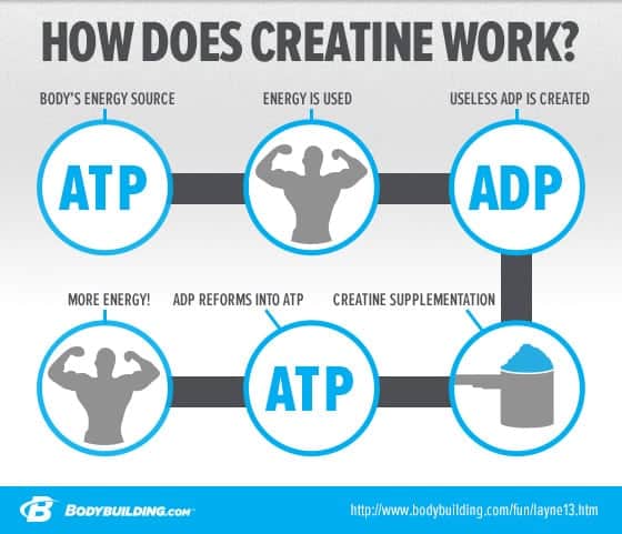 How does creatine work?