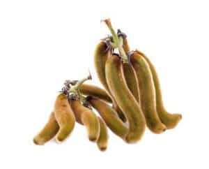 Nettles brown pods - Mucuna Pruriens