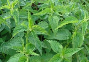 Stinging nettle root is a testosterone boosting supplement