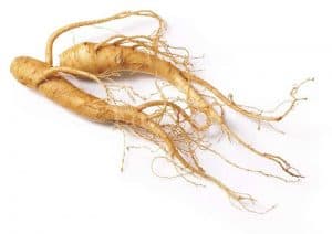 Panax Ginseng