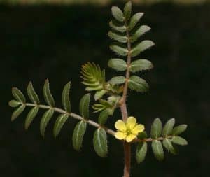 Tribulus Terrestris plant