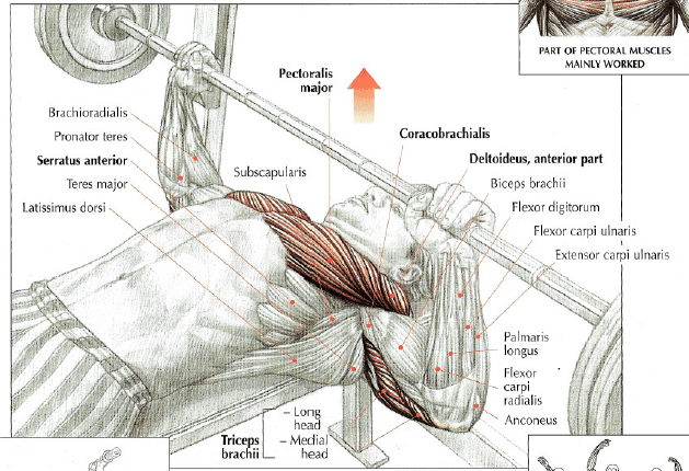 Bench Press Anatomy