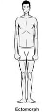 Ectomorph definition - Body types