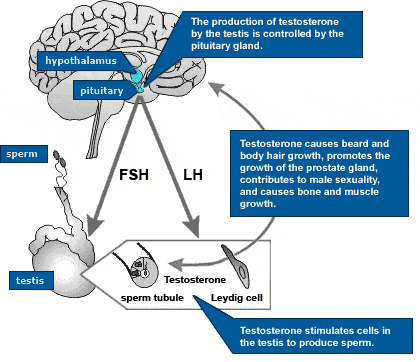 What is Testosterone?