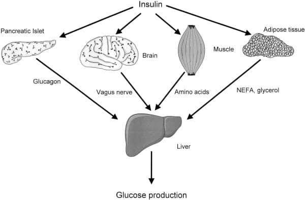 Effects of Insulin