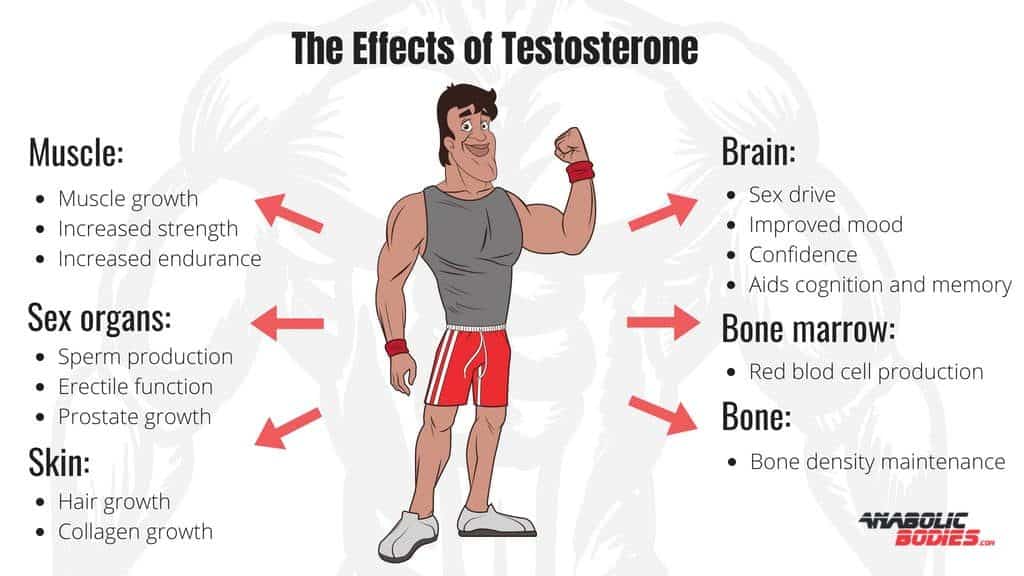 Effects of testosterone hormone on your body
