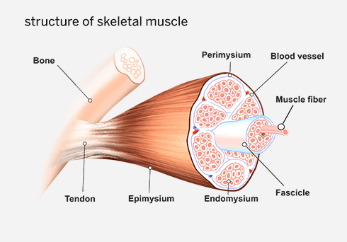 Structure of skeletal muscle