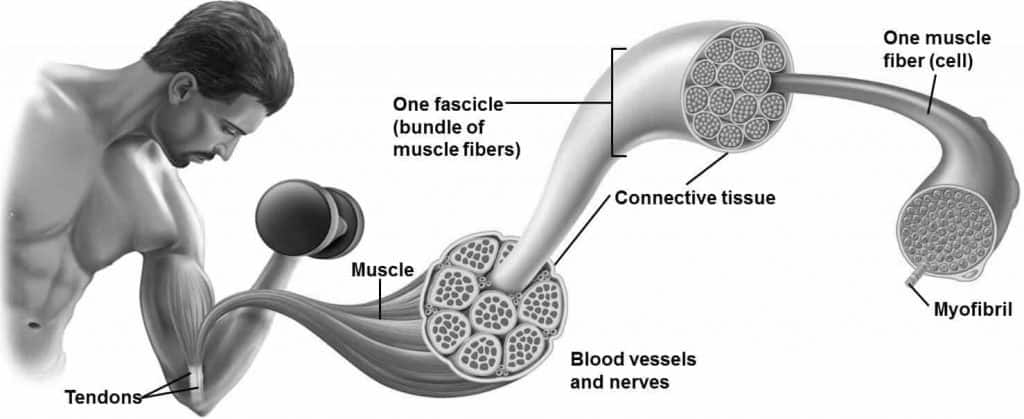 Muscle fiber and hypertrophy